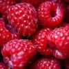 raspberryrush